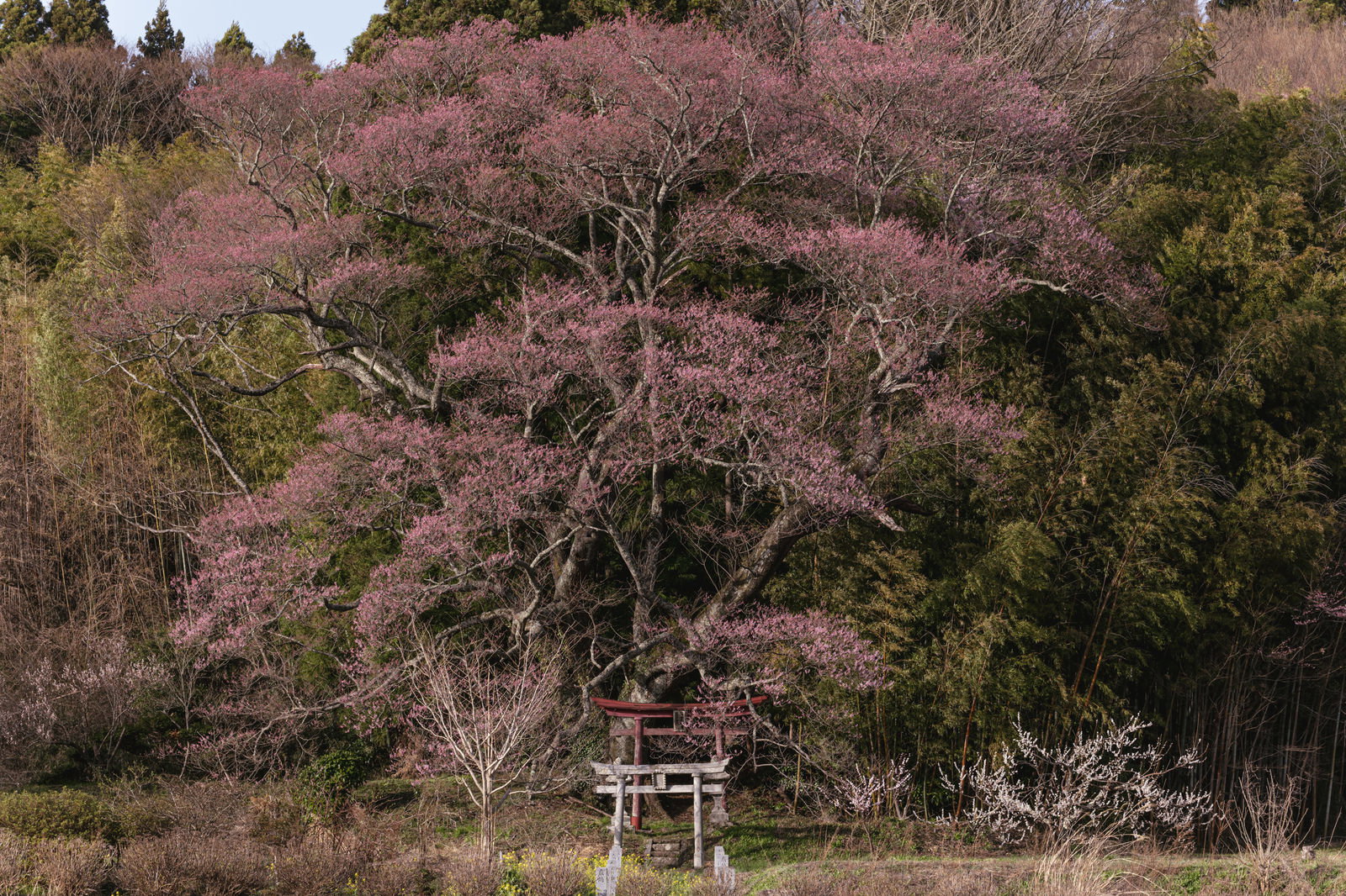 Kosauke Zakura cherry tree and torii gate at Owada Inari Shrine