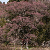 大和田稲荷神社の白と赤の鳥居と満開の子授け桜の写真