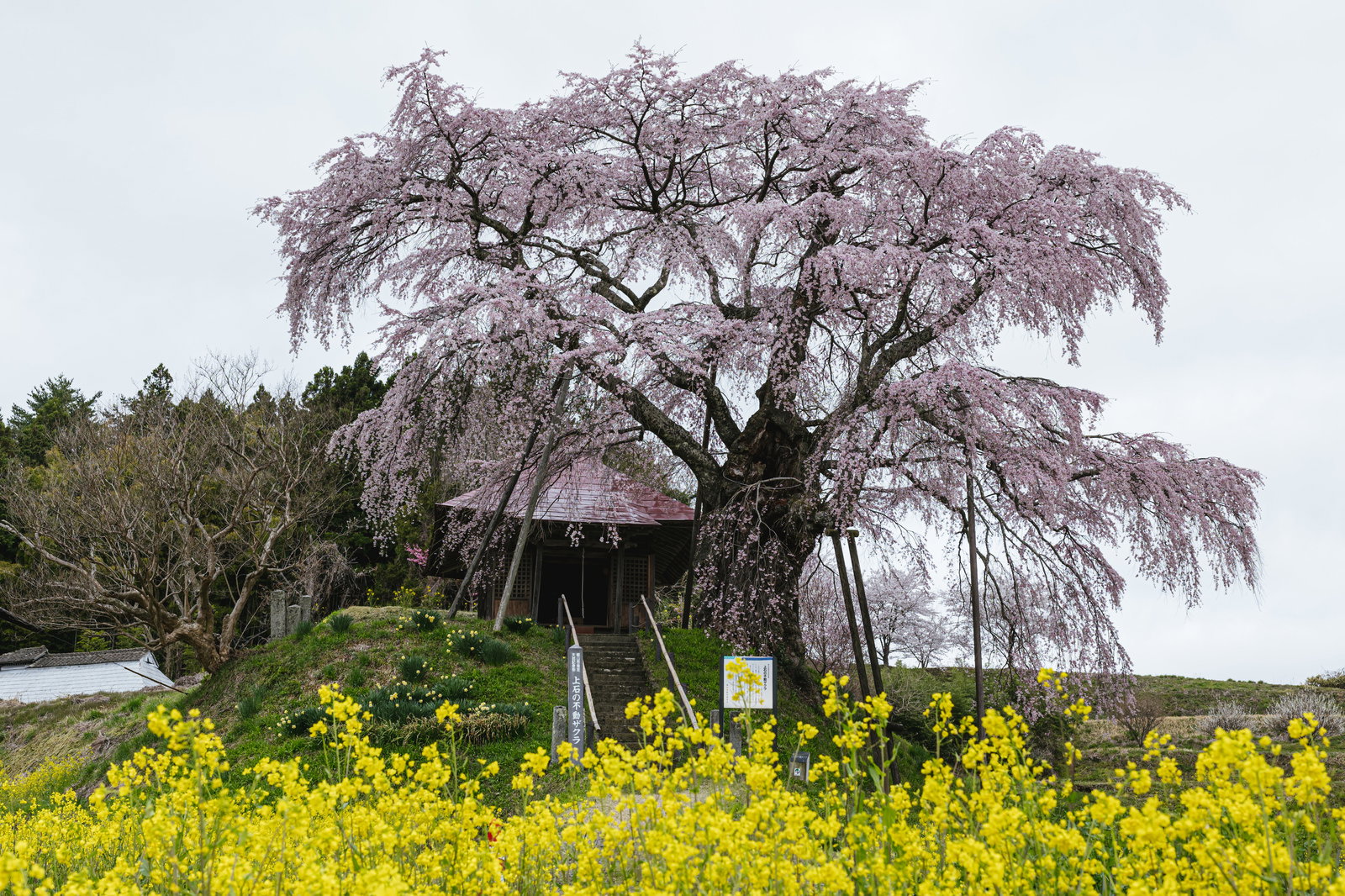 黄色い菜の花畑の中に立つ満開の枝垂れ桜