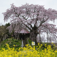 福島県郡山市の菜の花畑に咲く不動桜の春風景の写真