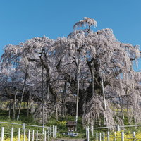 推定樹齢1000年超の三春滝桜、青空に映える満開の枝垂れ桜の写真