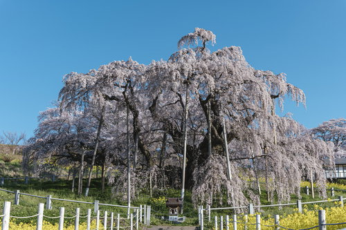 推定樹齢1000年超の三春滝桜、青空に映える満開の枝垂れ桜