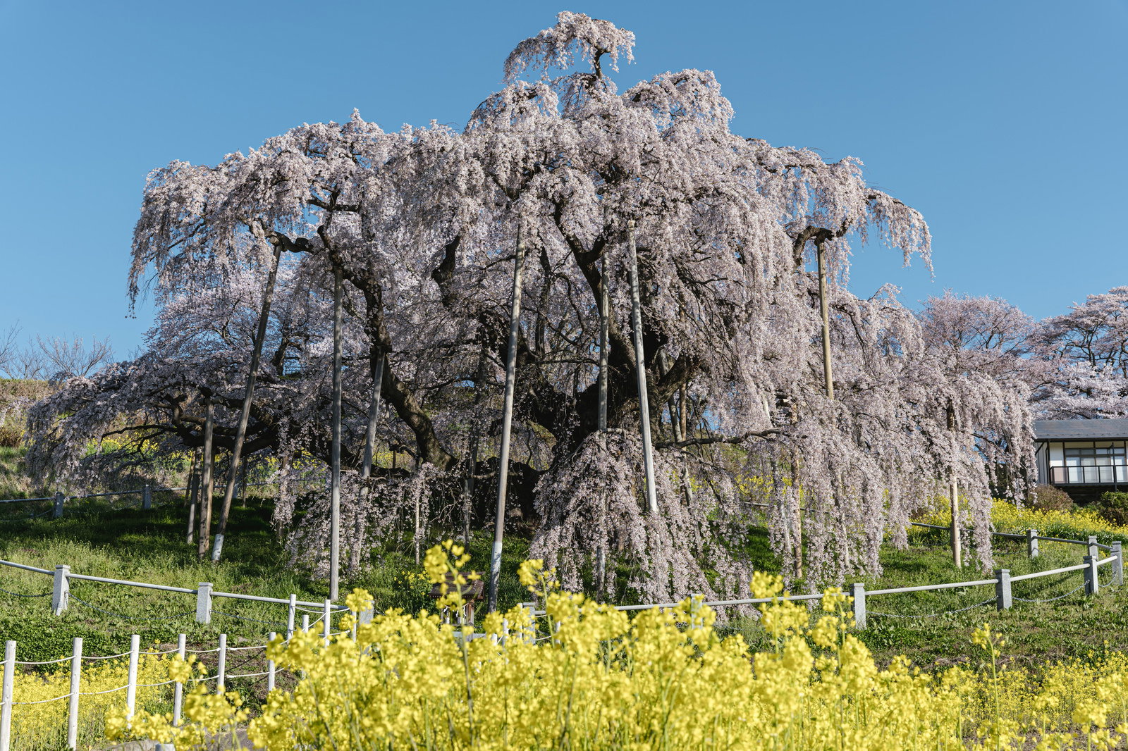 満開の三春滝桜と手前に咲く黄色い菜の花畑、青空が広がる春の風景