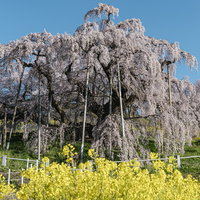 満開を迎えた三春の滝桜と菜の花畑、樹齢1000年のエドヒガンザクラの写真