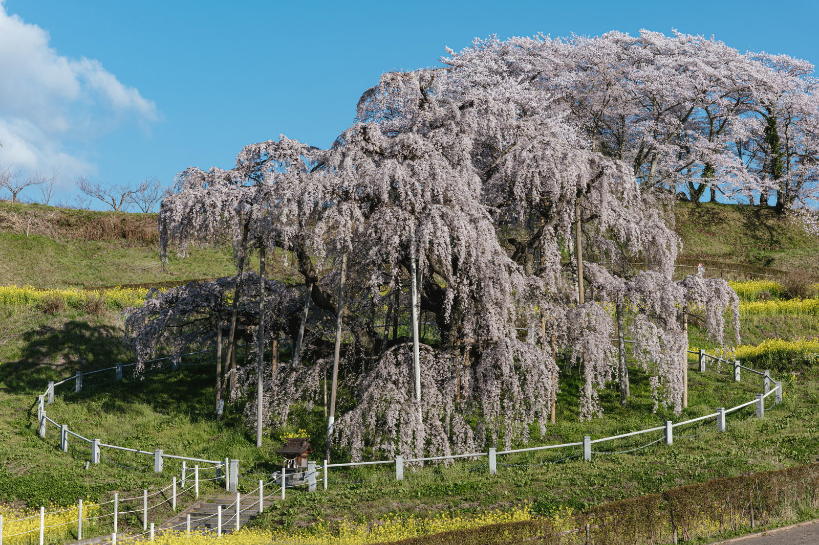 満開の三春滝桜が青空の下で咲き誇る風景