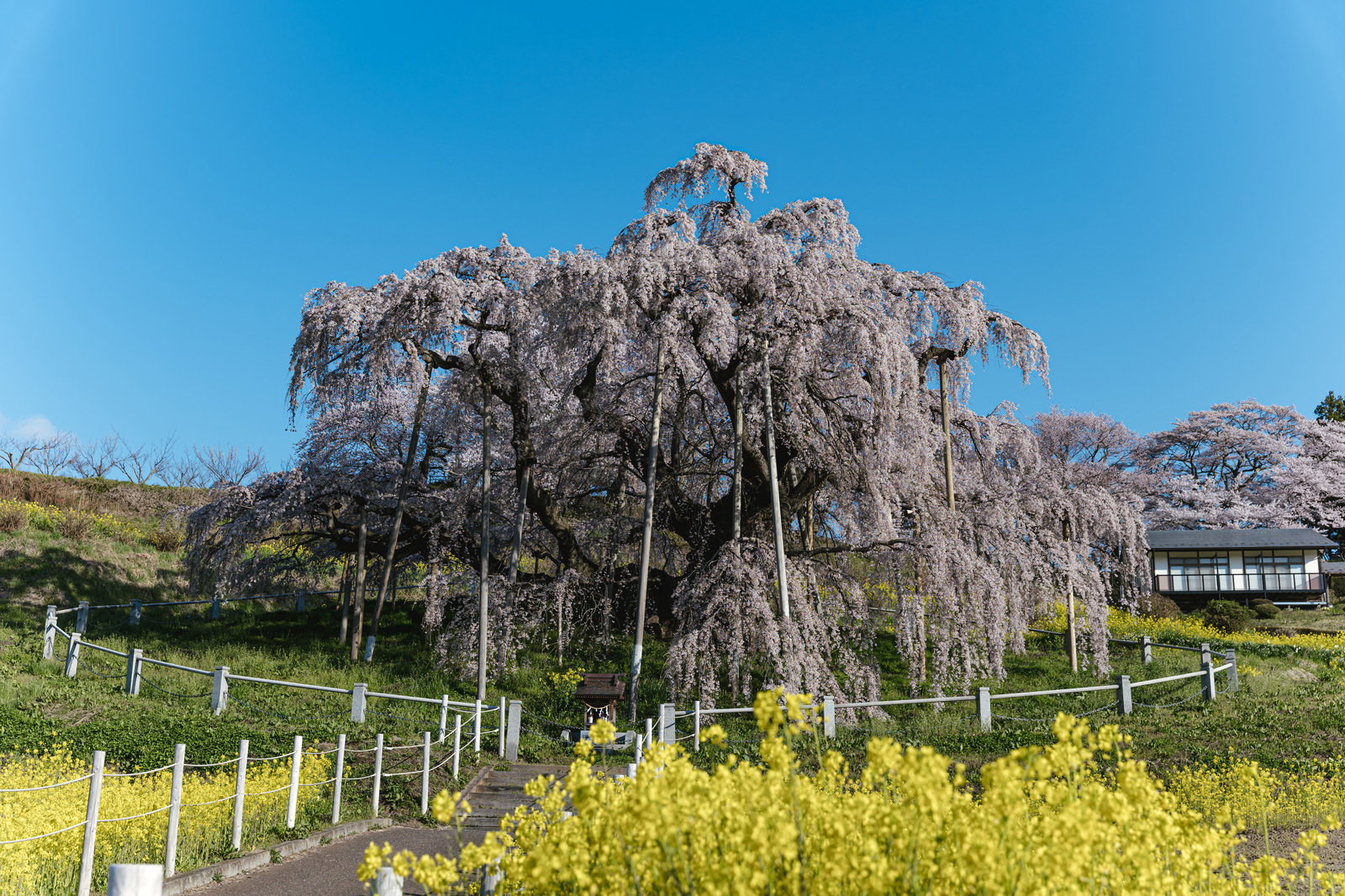 青空の下で満開に咲く三春の滝桜と手前の黄色い菜の花畑