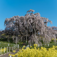 菜の花畑と満開の三春の滝桜 福島の春を代表する風景の写真