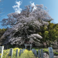 大和田稲荷神社の奉納石柱と子授け櫻の満開風景の写真