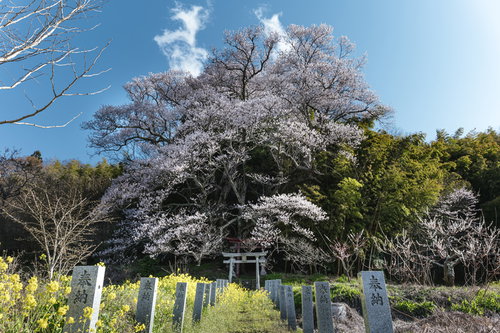 大和田稲荷神社の奉納石柱と子授け櫻の満開風景