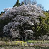 郡山市・大和田稲荷神社の高台に立つ鳥居と子授け櫻の写真