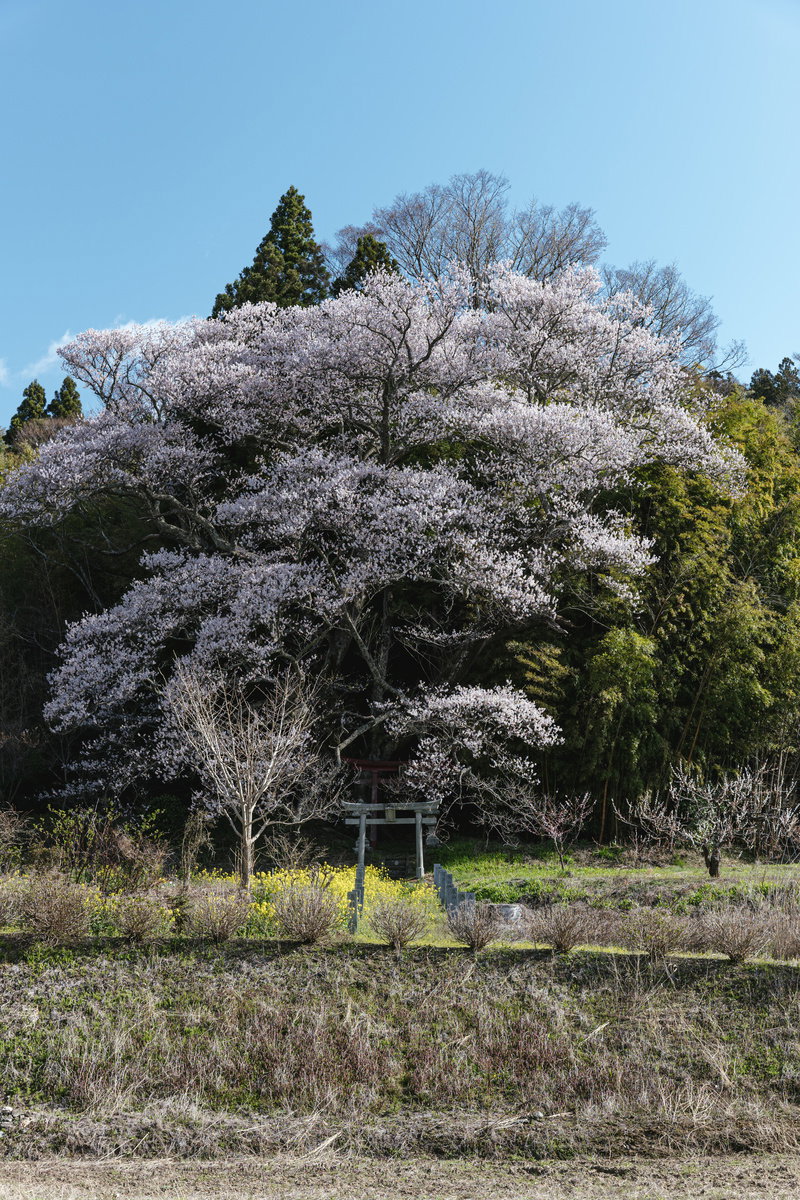 Landscape of a cherry tree in full bloom standing in a rural area with a blue sky