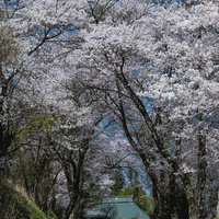 満開の桜に囲まれた青空の坂道を進む春の風景の写真