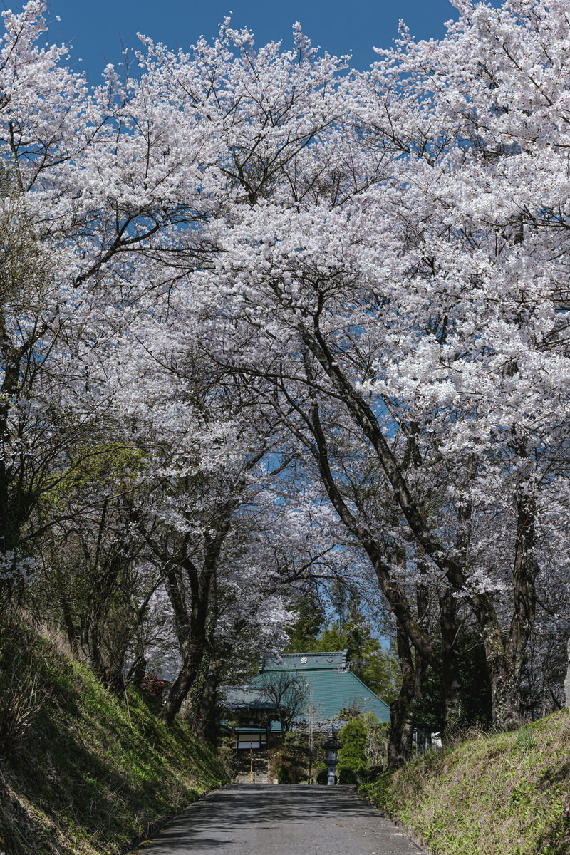 青空の下、満開の桜が咲く坂道を桜のトンネルが覆っている