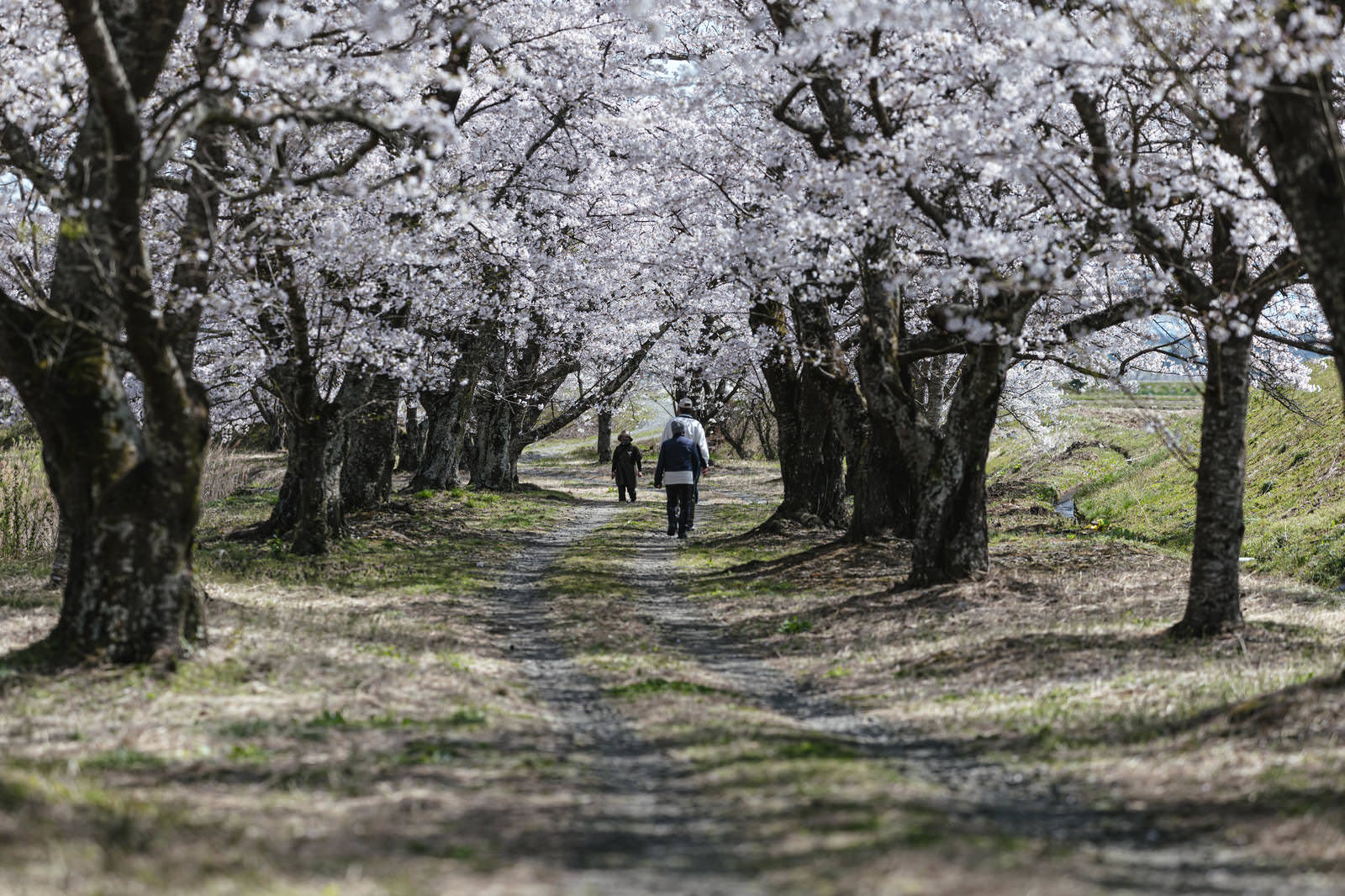 People walking along the full-bloom cherry blossom-lined path, Thousand Cherry Blossoms of Sasahara River
