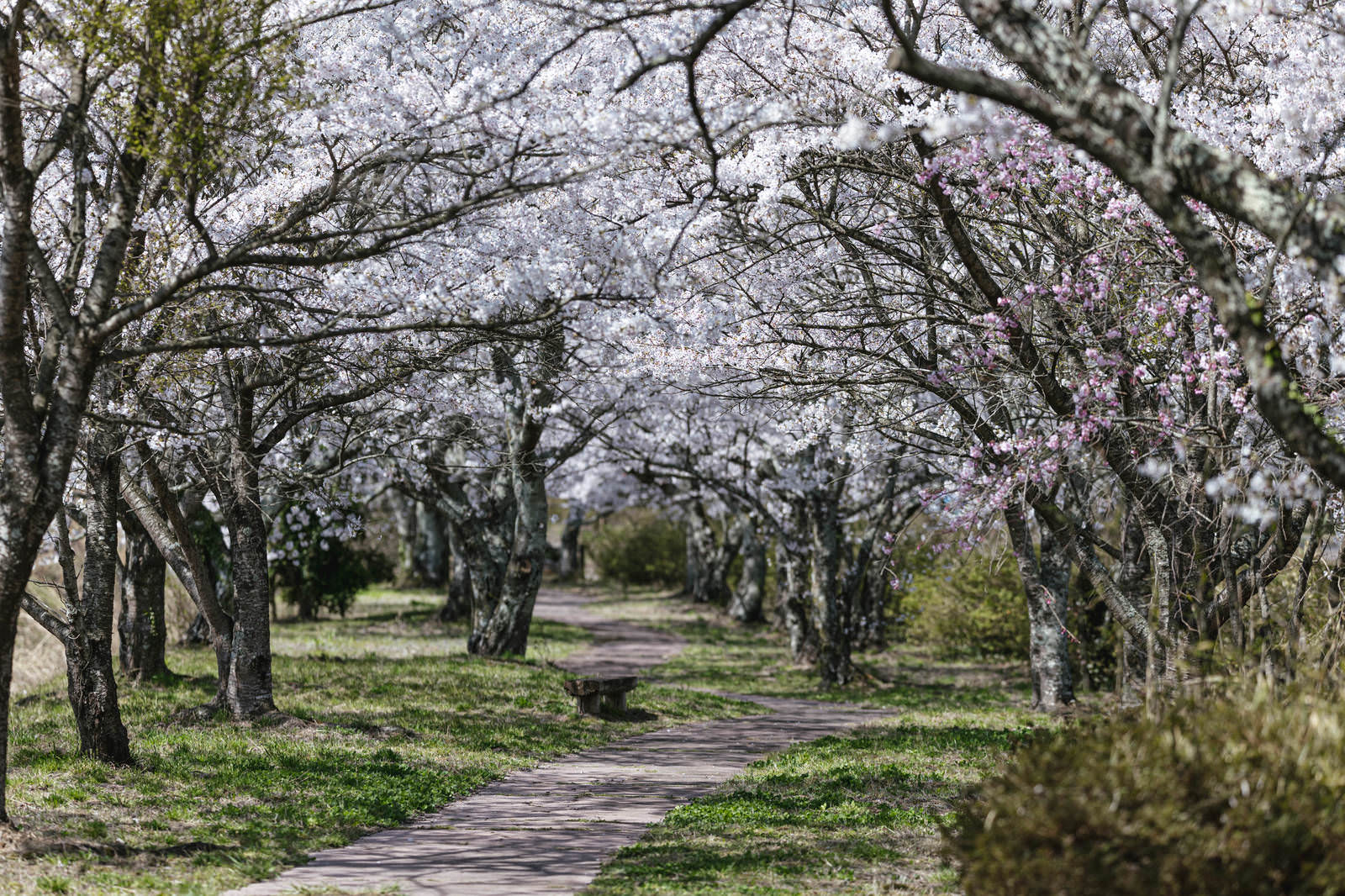 笹原川沿いの満開の桜が両側に咲き誇る木道の散歩コース