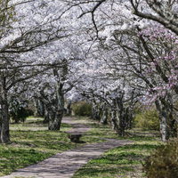 笹原川の千本桜、満開の桜並木を歩く散歩コースの写真