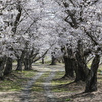 春の千本桜並木に刻まれた車の轍の写真