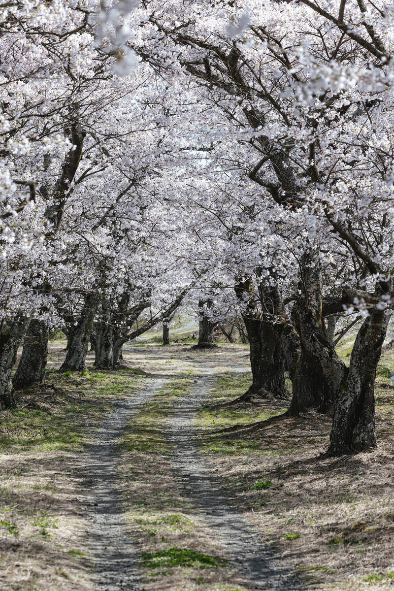 満開の桜並木が続く道路で地面に車の轍が見える春の風景