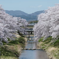笹原川の水面に届きそうな千本桜の満開風景の写真