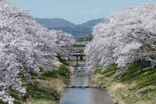 笹原川の水面に届きそうな千本桜の満開風景