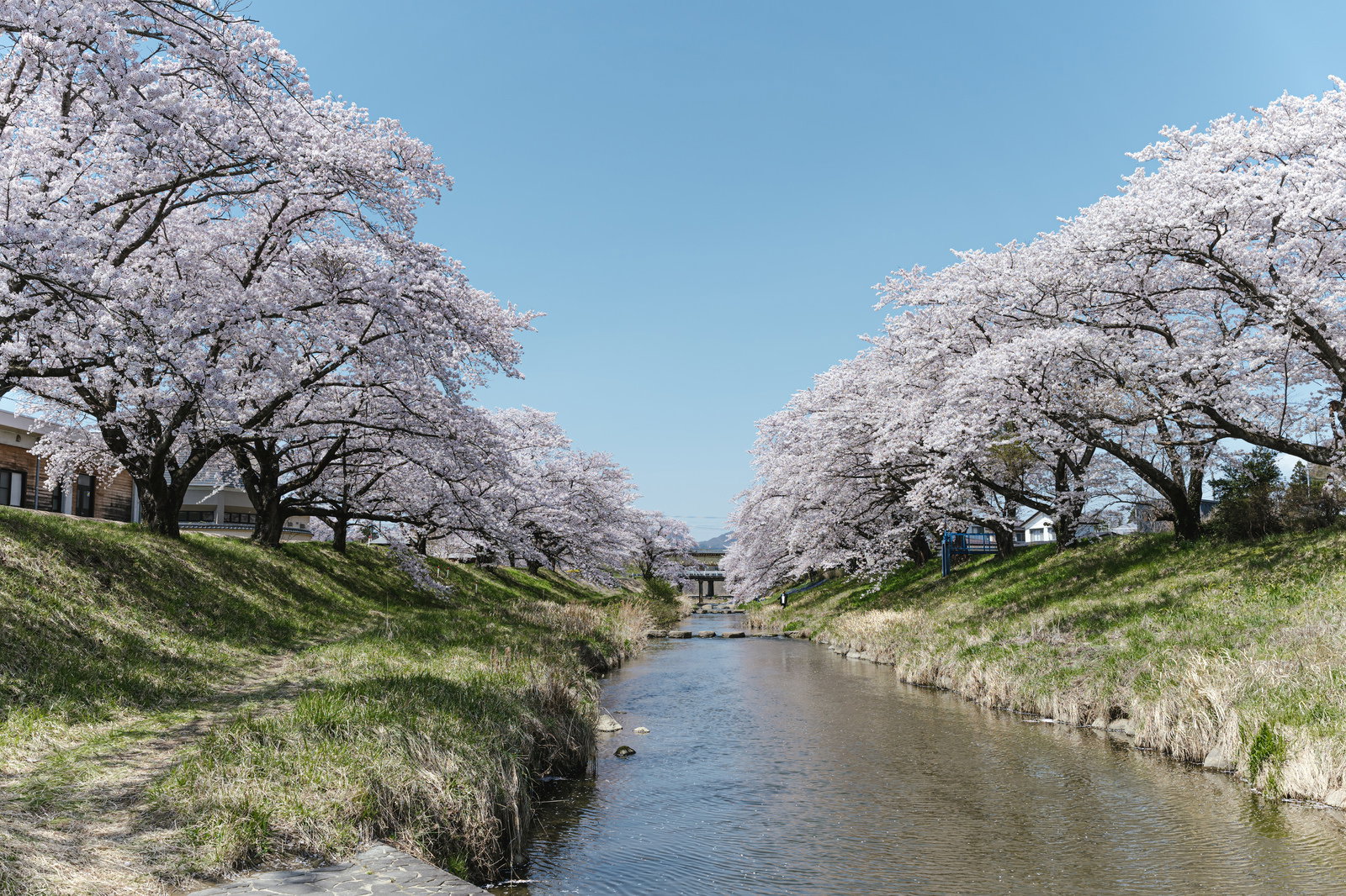 笹原川沿いに満開の桜が咲き誇る千本桜の風景