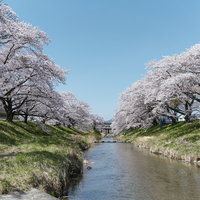 笹原川の川端に咲く満開の千本桜｜郡山市の春の風景の写真