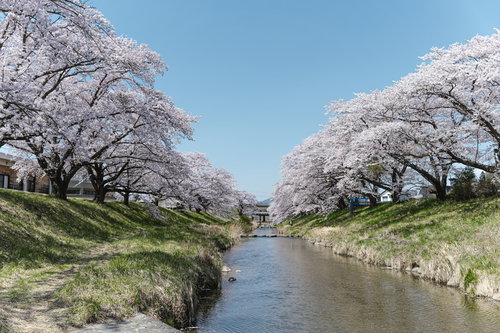 笹原川の川端に咲く満開の千本桜｜郡山市の春の風景