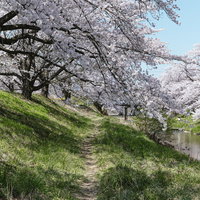 笹原川沿いの遊歩道と満開の桜並木（笹原川千本桜）の写真