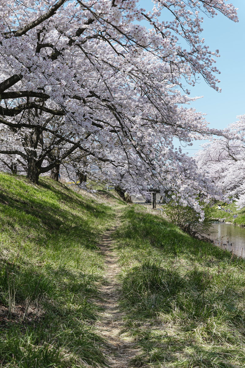 笹原川千本桜の満開の桜並木と遊歩道、青空と草地