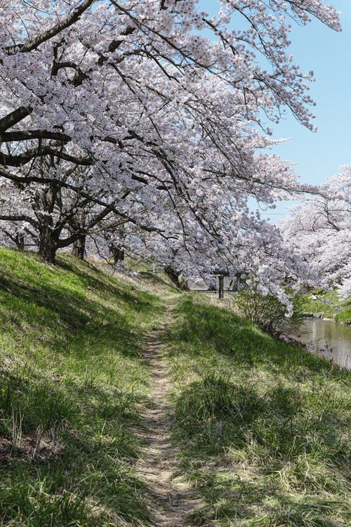 笹原川沿いの遊歩道と満開の桜並木（笹原川千本桜）