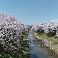 青い空と笹原川沿いに咲き誇る千本桜の川岸の写真