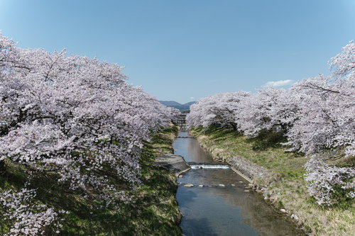 青い空と笹原川沿いに咲き誇る千本桜の川岸