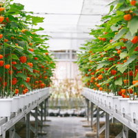 伊万里市のハウス栽培で実がついたほおづきの鉢の写真