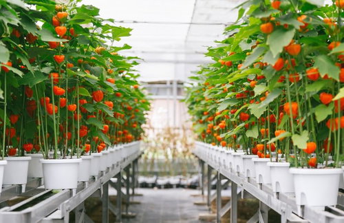 伊万里市のハウス栽培で実がついたほおづきの鉢