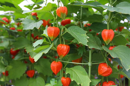 伊万里市産のオレンジ色に実った鬼灯（ほおずき）