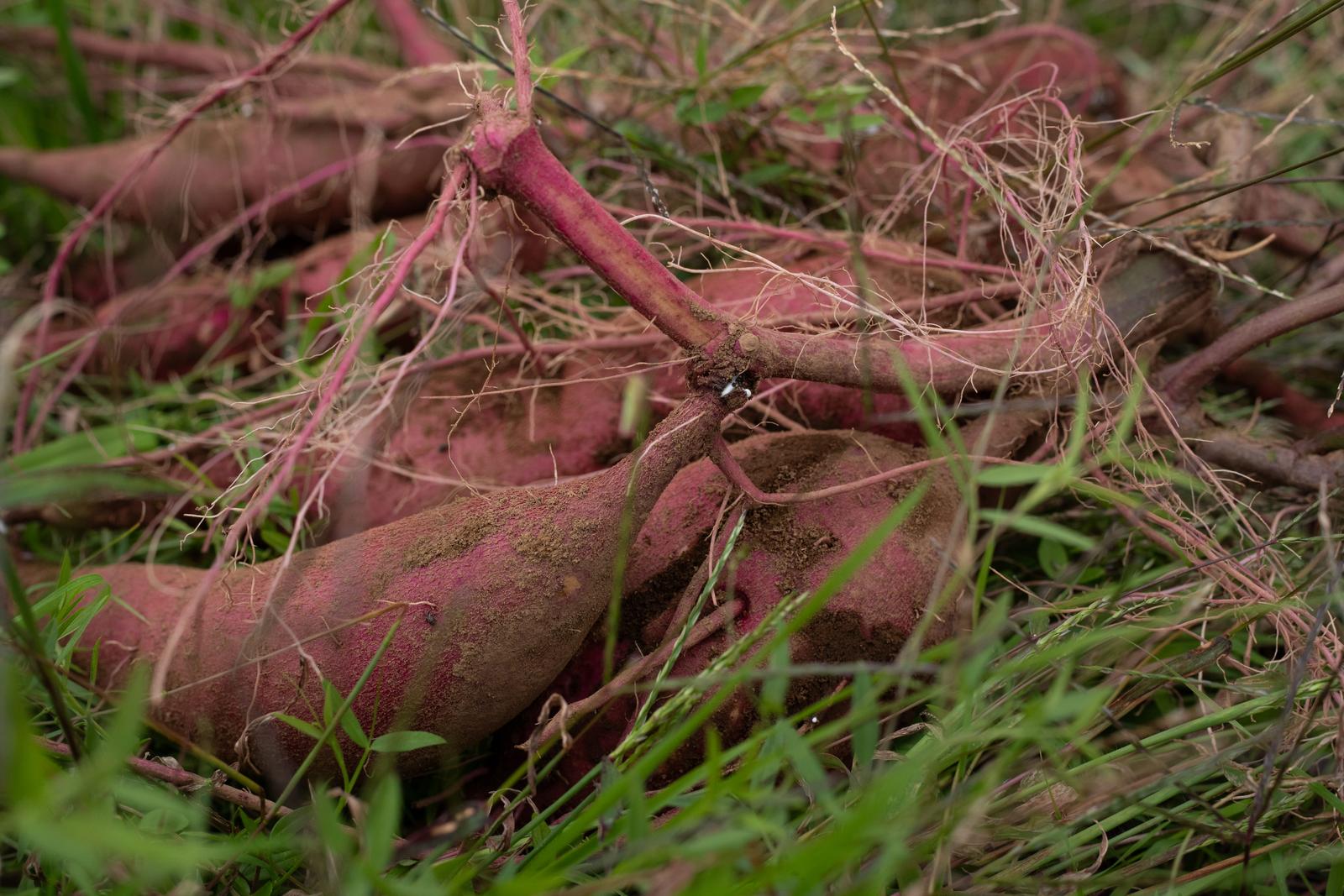 畑で掘り出されたさつまいもに土が付き、根と茎が見える