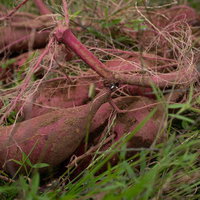 畑で収穫したさつまいもの写真