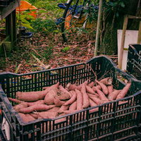 収穫したさつまいもをカゴに入れた芋の集荷風景の写真