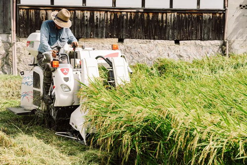 白いコンバインで稲を刈り取る農家の秋の収穫風景