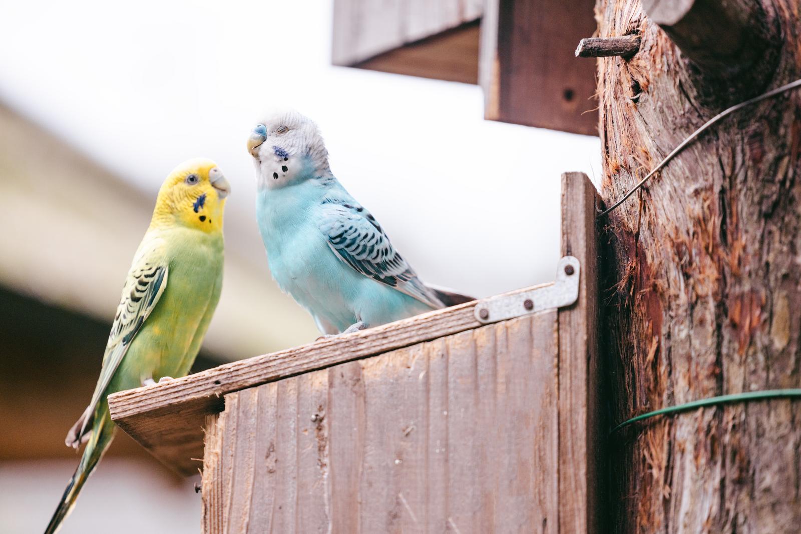 黄色いセキセイインコが話しかけるのに水色のインコが無視する