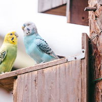 必死に語りかけているのに聞く耳をもってくれない黄色いインコ。かなしいの写真