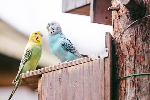 必死に語りかけているのに聞く耳をもってくれない黄色いインコ。かなしい