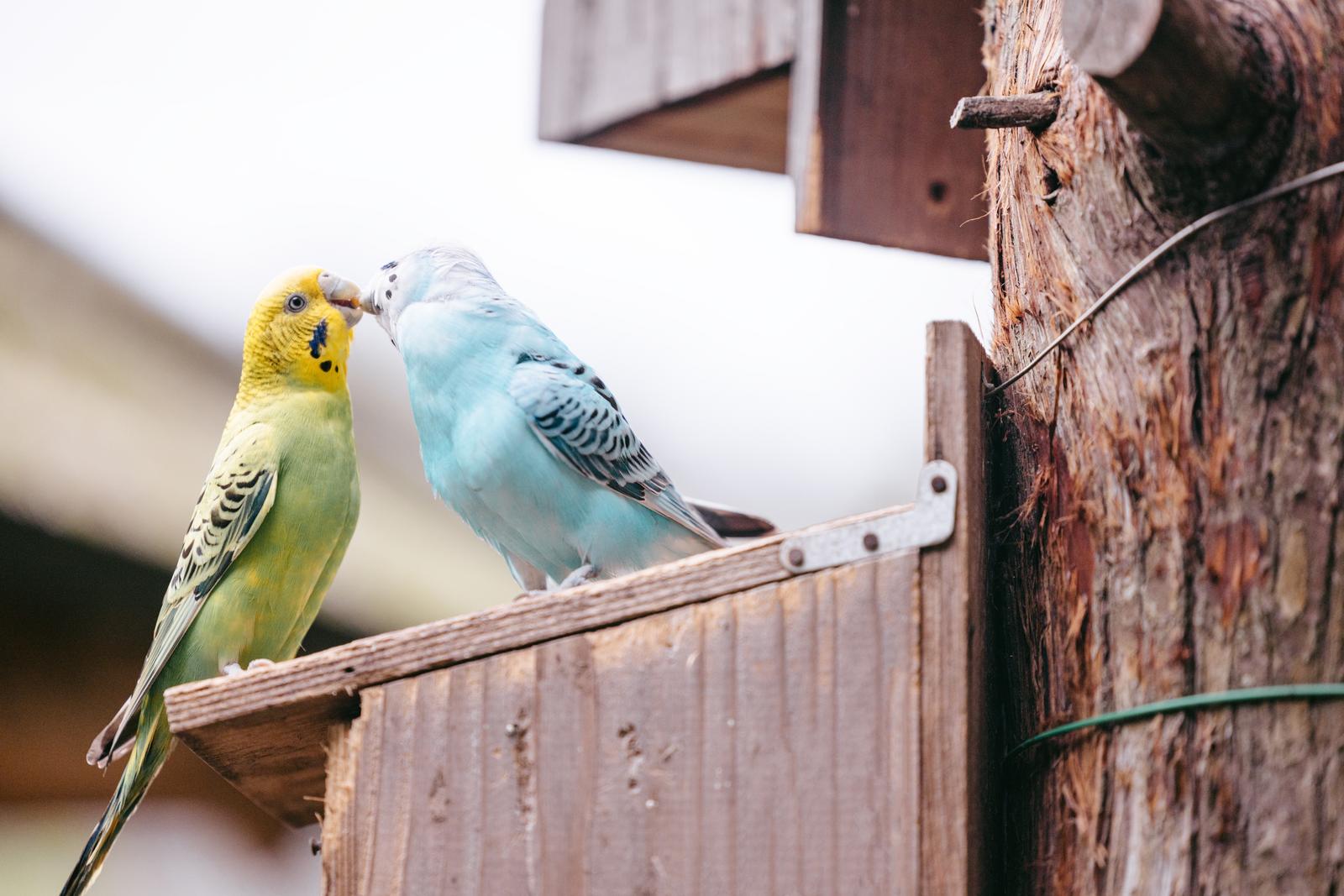 黄色と水色のセキセイインコ二羽が木製の止まり木でくちばしを合わせている