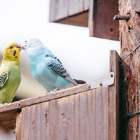 口移しインコ。「アガッアガガ」の写真