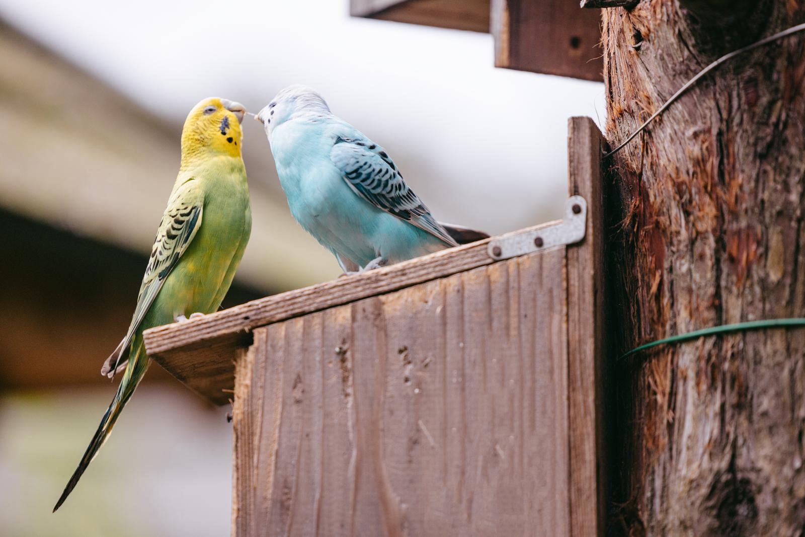 巣箱の縁でくちばしを合わせるセキセイインコ2羽