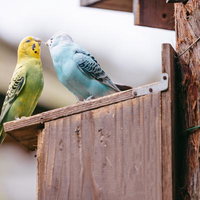 仲睦まじいインコの濃厚DKの写真