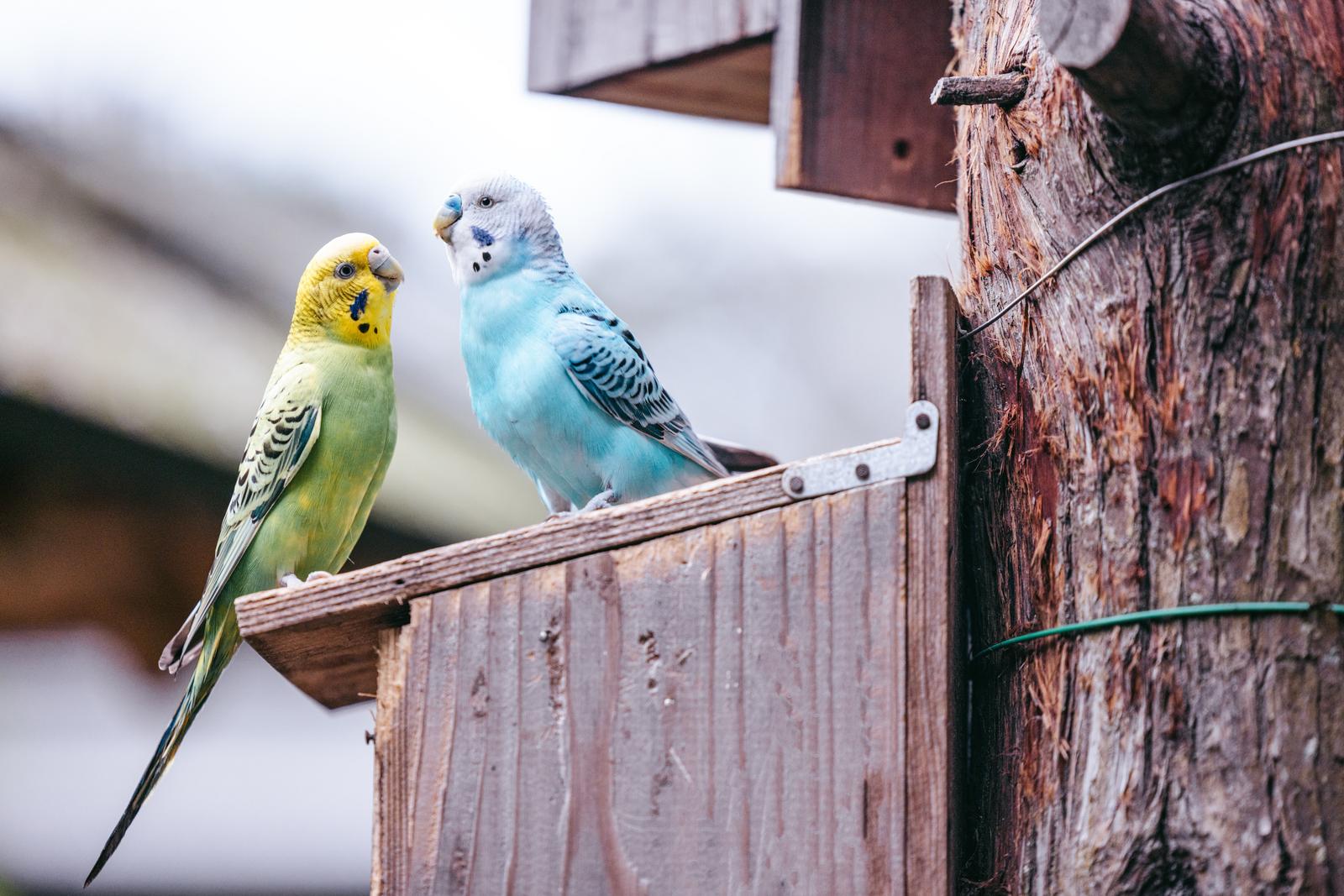 黄色と水色のセキセイインコ2羽が木製の止まり木に仲良く並んでいる