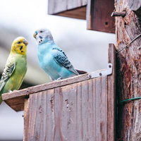 仲良しインコちゃん、黄色とブルーのペアが止まり木で寄り添うの写真