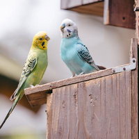 黄色と水色のセキセイインコが仲良く止まり木に並ぶの写真