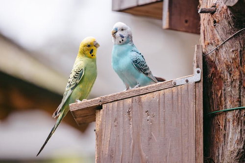黄色と水色のセキセイインコが仲良く止まり木に並ぶ